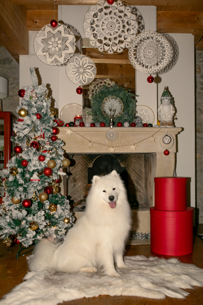 decoração de natal com cachorros, enfeites natalinos e árvore de natal